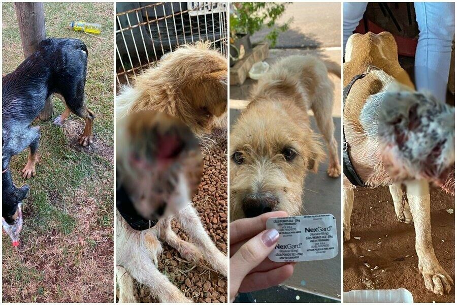 Imagem de compartilhamento para o artigo Voluntárias resgatam animais das ruas em Paraíso das Águas e pedem ajuda da MS Todo dia